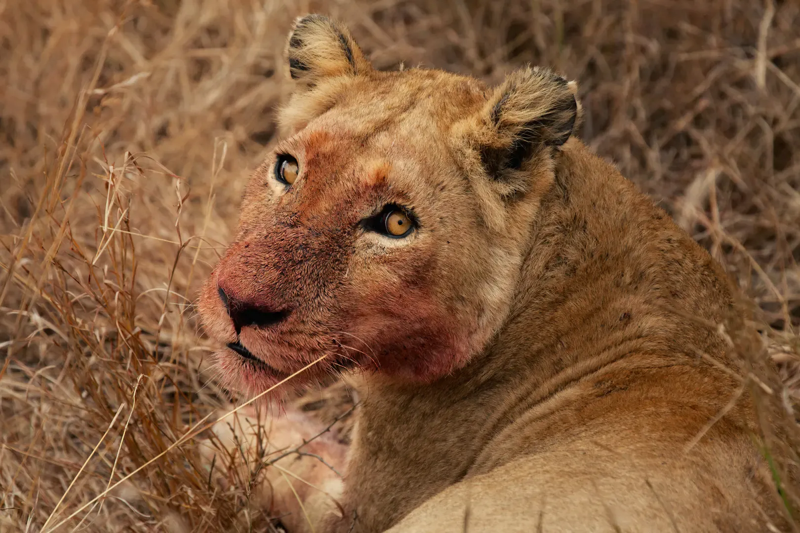 Kruger National Park